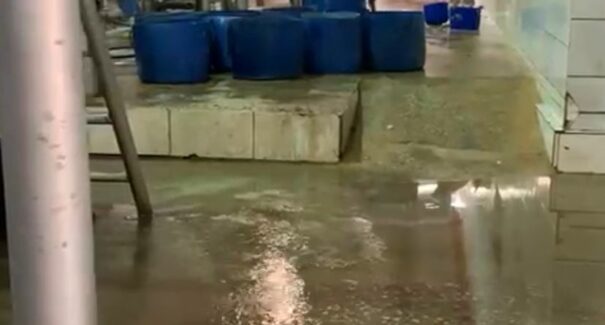 Vereadores de Imperatriz realizam inspeção no matadouro municipal e constatam irregularidades