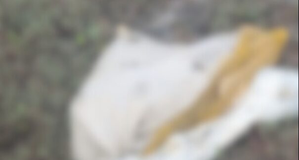 Corpo esquartejado é encontrado em área de mangue na zona rural de São Luís