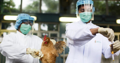 Brasil confirma primeiros casos de gripe aviária em duas aves silvestres no ES