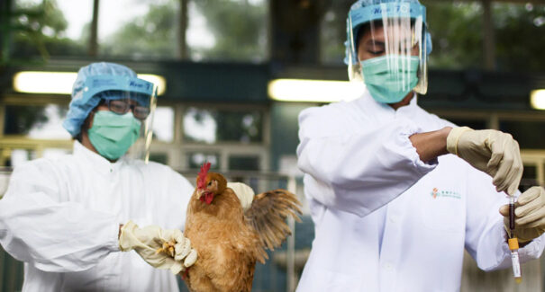 Brasil confirma primeiros casos de gripe aviária em duas aves silvestres no ES