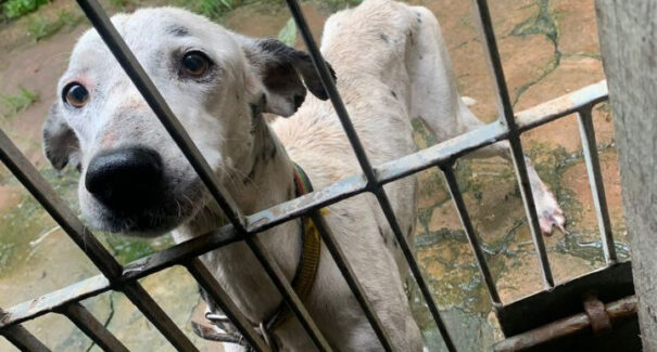 Homem é preso em flagrante por cometer maus tratos contra cachorro