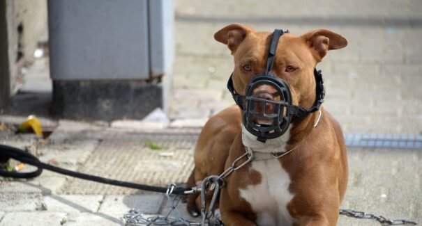 Criança de 10 anos é atacada por pitbull e mãe se joga em cima do cachorro