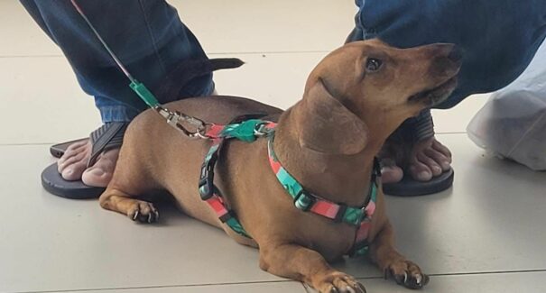 Visita Pet ajuda paciente do Hospital dos Servidores Estaduais (HSE/HSLZ)