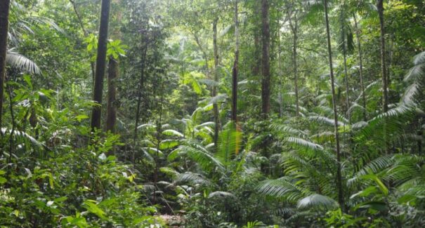 Maranhão ganha reforço para preservar a Amazônia