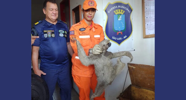 Bicho-preguiça é resgatado   próximo ao viaduto da Cohama