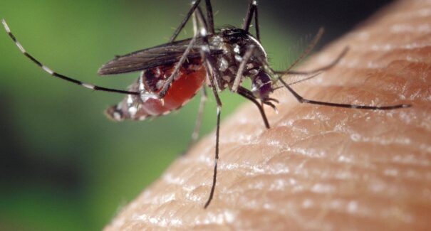 Maranhão registra redução de 18,8% nos casos de dengue em 2025