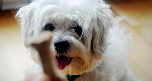 Rio Anil Shopping sedia Feira de Adoção e encontro de cães da raça shih-tzu