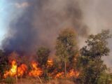 Queimadas no Brasil batem recorde de 14 anos, aponta Inep