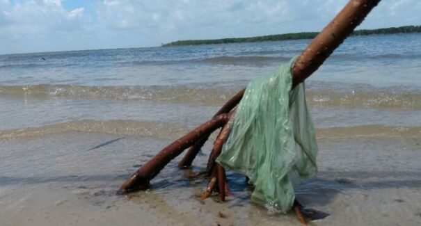 São Luís celebra Dia Mundial do Meio Ambiente com várias atividades