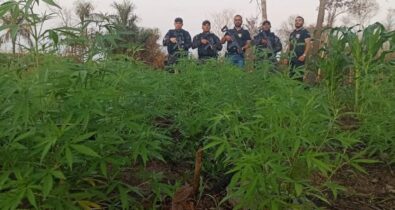 Forças de segurança apreendem plantação de maconha em Grajaú