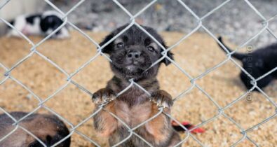 Alesp aprova projeto de lei que proíbe a venda de animais em pet shops