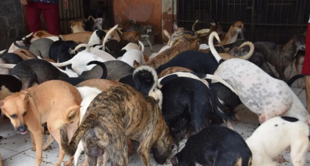 Cerca de 150 animais abrigados por idosa que morreu devem ser doados