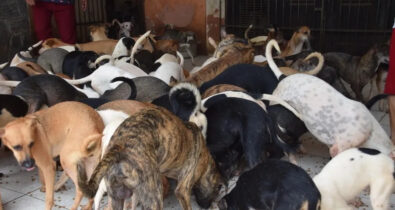 Ossada humana é encontrada em casa de idosa com mais de 100 cães em São Luís