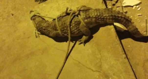 Em Imperatriz, capturas de animais silvestres aumentam após queimadas