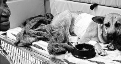 Morte de cão “Vigilante” causa comoção e revolta em São Luís