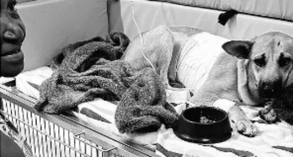 Morte de cão “Vigilante” causa comoção e revolta em São Luís