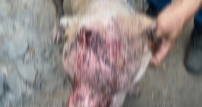 Pitbull ferido, desnutrido e acorrentado é resgatado no Centro de São Luís