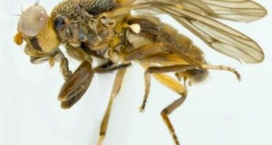 Nova espécie de mosca descoberta por pesquisador maranhense recebe nome em homenagem à Fapema