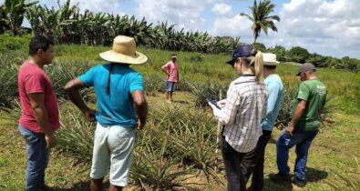 Cultivo de abacaxi de Turiaçu recebe apoio da Fapema para melhoramento genético com foco na exportação