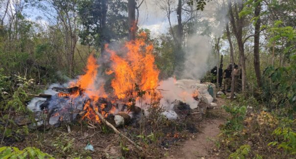 Polícia Civil destrói roça com 10 mil pés de maconha e prende três pessoas
