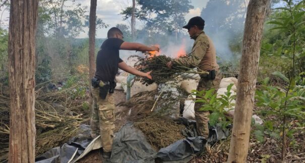 Operação Polígono VI destrói mais de 7t de maconha