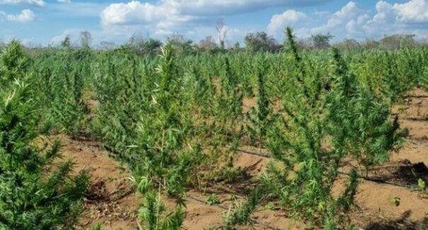 Cerca de 750 kg de maconha são apreendidos durante operação em  Grajaú