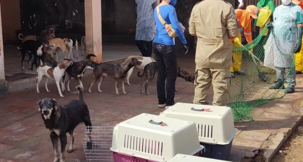 Ossada humana encontrada entre cães era de dona Camélia, confirma laudo