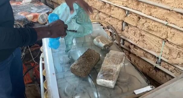 Em Codó, Polícia Civil apreende maconha na residência de suspeito de cometer homicídio