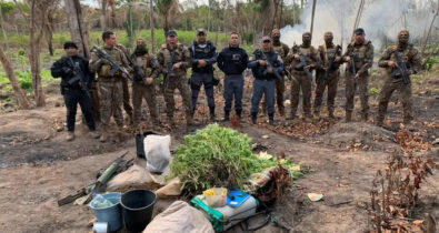 Operação policial destrói 600 pés de maconha cultivados em povoado no Maranhão