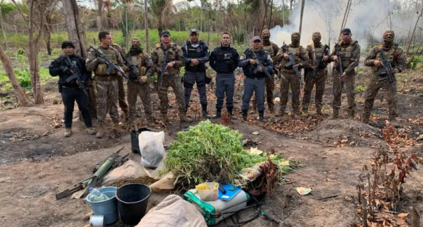 Operação policial destrói 600 pés de maconha cultivados em povoado no Maranhão