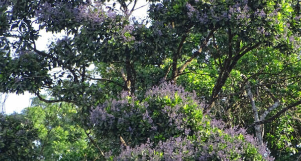 Árvores com grandes estoques de carbono podem ajudar a reduzir as mudanças climáticas, diz estudo
