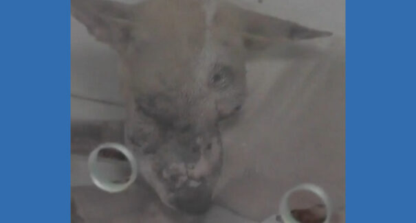 Cachorro corre risco de ficar cego após ser baleado na cabeça, em Bacabal
