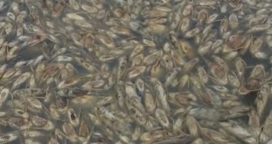 Milhares de peixes morrem na seca da Baixada Maranhense
