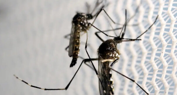 Gestação: dengue, zika e chikungunya elevam risco de morte e anomalias em recém-nascidos