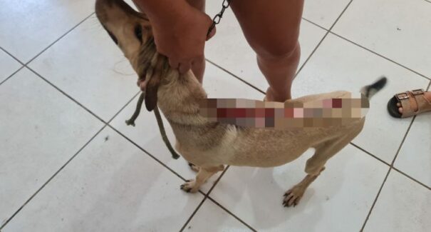 Mulher é presa em flagrante por maus tratos contra cachorro no interior do MA