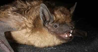 Estudo revela espécie de morcego com órgão genital grande que faz sexo por até 12 horas