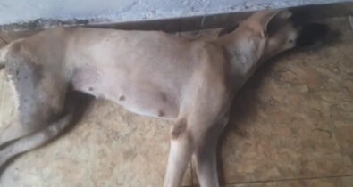 Em Bacabal, cadela é baleada e perde o movimento das patas