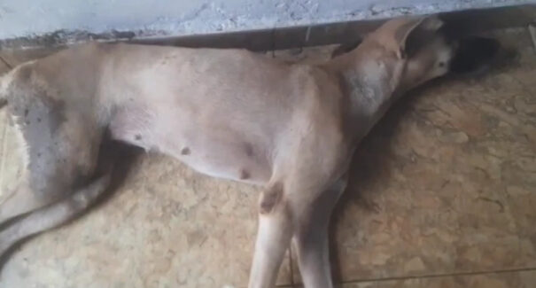 Em Bacabal, cadela é baleada e perde o movimento das patas