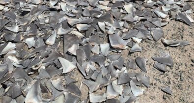 Centenas de barbatanas de tubarões-martelo são encontradas em porto no Maranhão