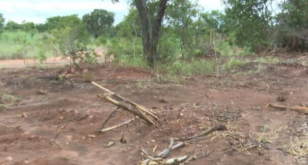 Dados do Inpe apontam que Maranhão é o estado que mais desmatou o cerrado