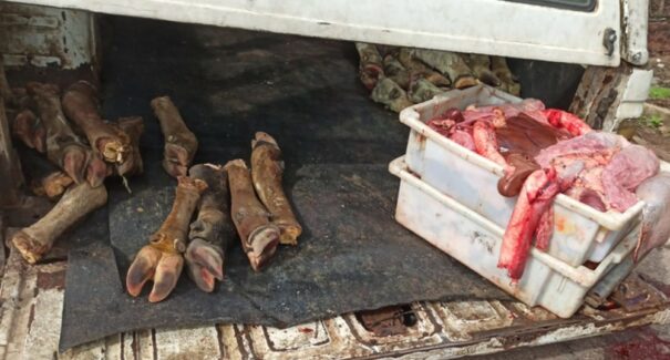 PRF apreende carne em péssimas condições de consumo na BR-135
