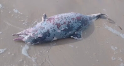 Golfinho é encontrado morto na praia de São Marcos, em São Luís