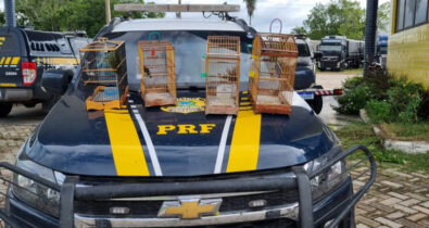 Motociclistas são flagrados transportando aves silvestres ilegalmente na BR-316, no MA