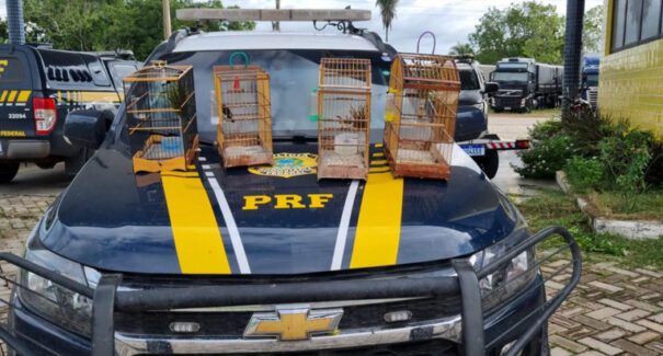 Motociclistas são flagrados transportando aves silvestres ilegalmente na BR-316, no MA