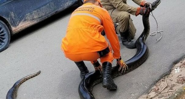 Sucuri é resgatada por bombeiros no quintal de residência em Barreirinhas