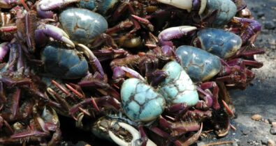 Captura e venda de caranguejo-uçá estão proibidas no Maranhão