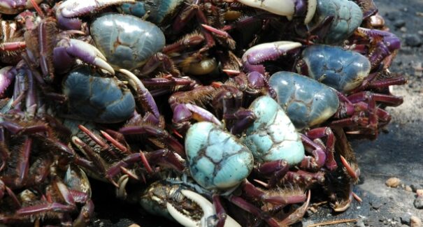 Captura e venda de caranguejo-uçá estão proibidas no Maranhão
