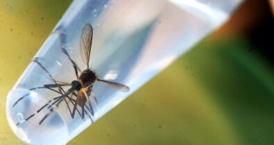 Dengue avança e preocupa no Maranhão