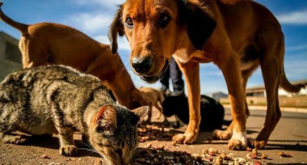 Justiça condena Maranhão e municípios por abandono de animais e determina medidas para proteção