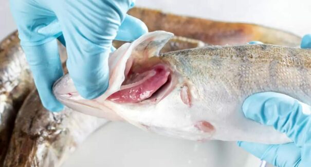 Saiba como escolher peixes frescos e congelados